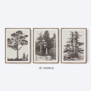 Peut inclure: Ensemble de trois impressions encadrées en noir et blanc représentant différents types d'arbres. Les impressions sont sur fond blanc et ont un aspect rustique et vintage.