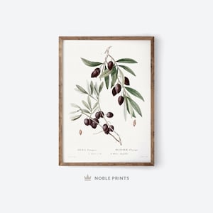 Vintage Olive Art Print | Printable Art | Olive Drawing Wall Art | Antique Botanical Poster | Digital Download