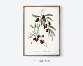 May include: A vintage botanical illustration of an olive branch with dark green leaves and black olives. The illustration is framed in a brown wood frame and includes the text "OLEA Europea" and "OLIVIER D'Europe".
