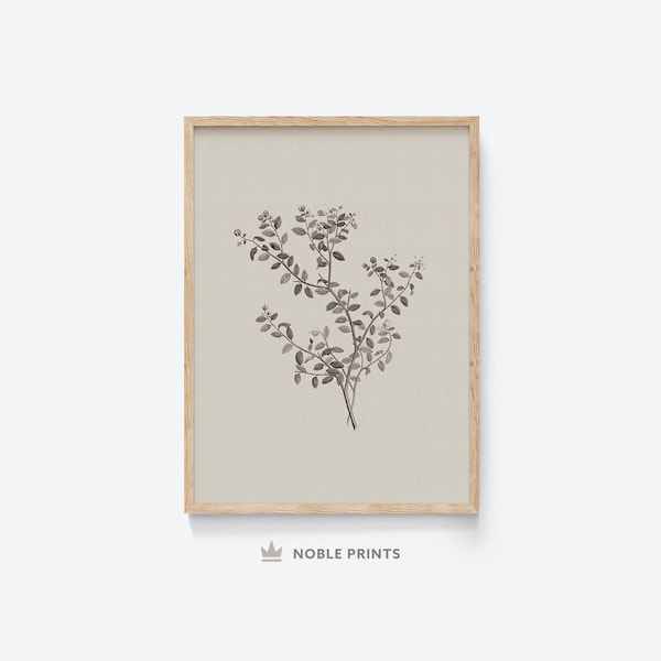 Botanical Sketch, Printable, Neutral Sketch, Vintage Botanical, Simple Artwork, Farmhouse Art, Digital Download