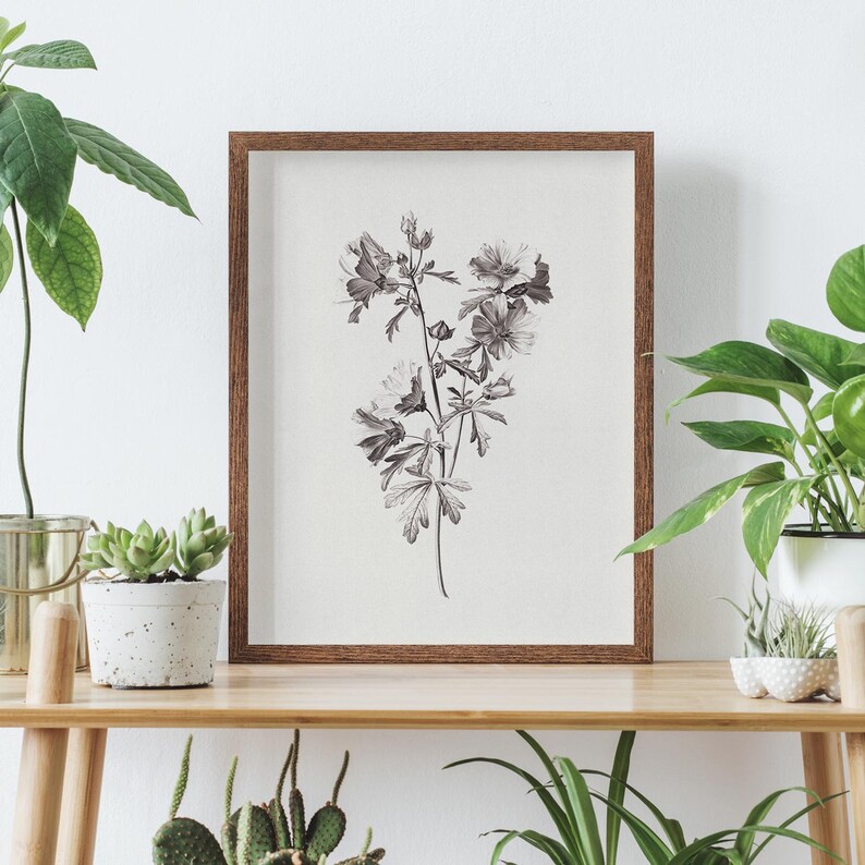 Puede incluir: Una impresi&oacute;n bot&aacute;nica en blanco y negro enmarcada de una flor delicada con un marco de madera marr&oacute;n. La impresi&oacute;n est&aacute; sobre un fondo blanco y se muestra en un estante de madera con otras plantas.