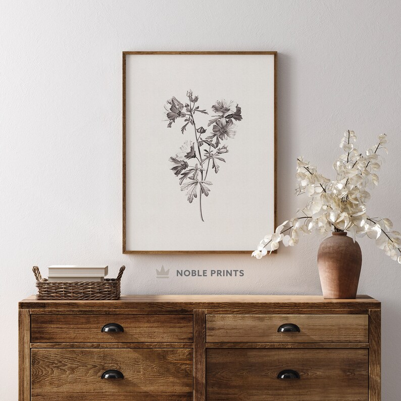Puede incluir: Una impresi&oacute;n bot&aacute;nica en blanco y negro de una flor de cinco p&eacute;talos. La impresi&oacute;n est&aacute; enmarcada en un marco de madera simple y est&aacute; colgada en una pared blanca sobre una c&oacute;moda de madera.
