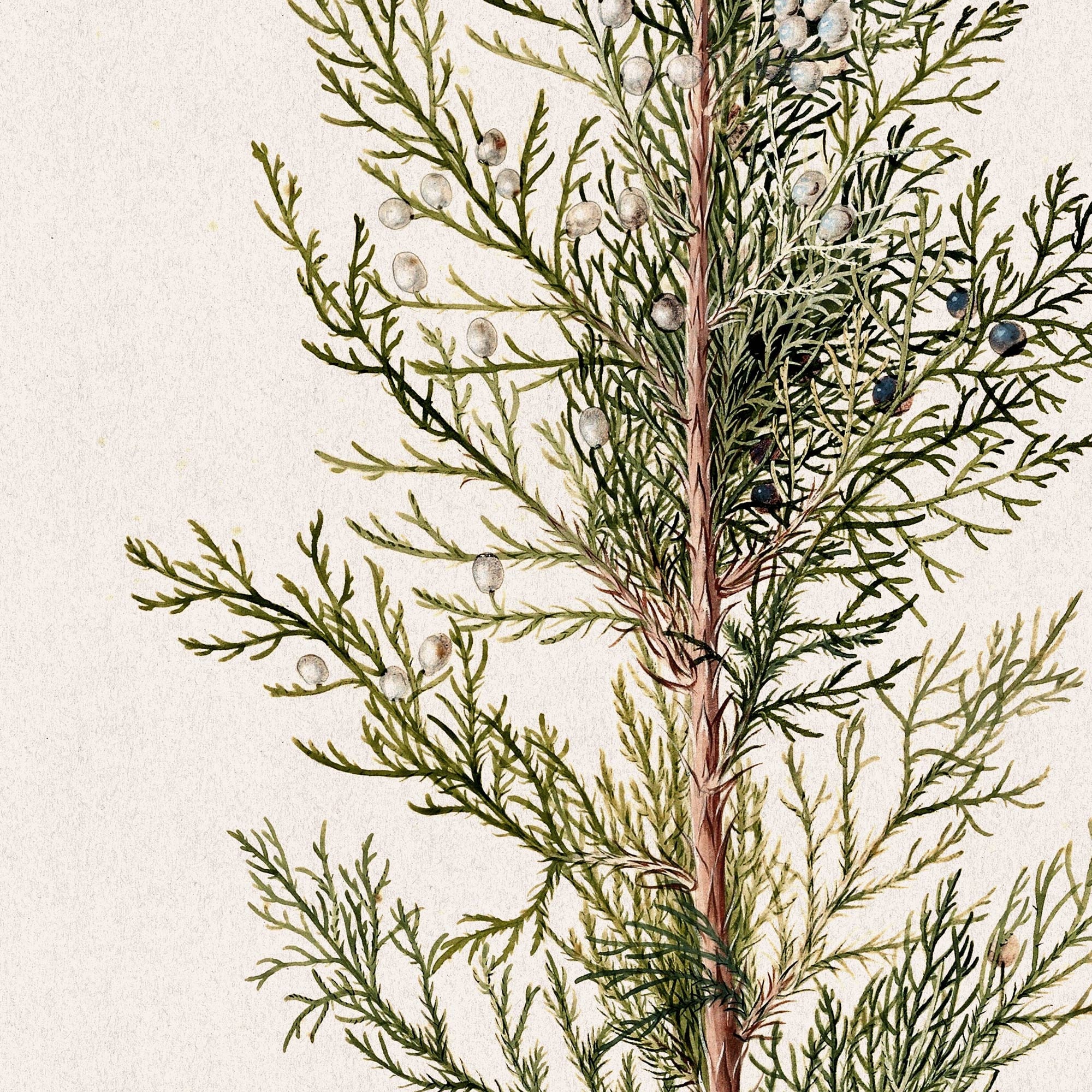 Tree Priint Vintage Pine Tree Print Printable Winter Botanical Print - Etsy