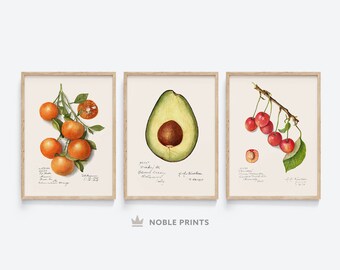 May include: Three vintage botanical illustrations of fruit. The first image shows a branch of oranges with green leaves. The second image shows a halved avocado with a green exterior and a brown pit. The third image shows a branch of red cherries with green leaves.