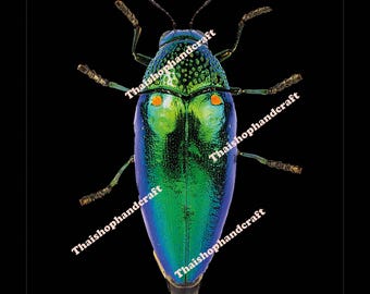 Jewel beetle as poster or canvas print 70 cm x 80 cm - background black or green - photo file in PDF format for download