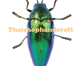 Jewel beetle motif - screen printing template - 44 lpi grid - for download - printable on T-shirts