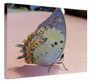 Butterfly canvas print - size 60 cm x 40 cm