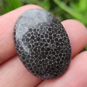 Cabochon di corallo fossile nero naturale, pietra preziosa sciolta, corallo fossile nero, pietra preziosa di corallo fossile, fossile indonesiano, pietra preziosa per la creazione di gioielli