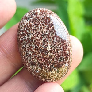 Cabochon ovale di osso di dinosauro, pietra preziosa di osso di dinosauro naturale fossile, cabochon libero lucidato, osso di dinosauro fossile per realizzare ciondoli
