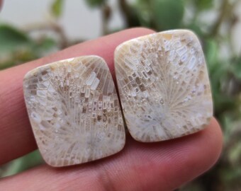 Beautiful Fossil Coral Pair, Fossil Coral Earrings, Loose Fossil Coral Gemstone, Fossil Coral Pair, Indonesian Fossil, Jewelry Making Stone