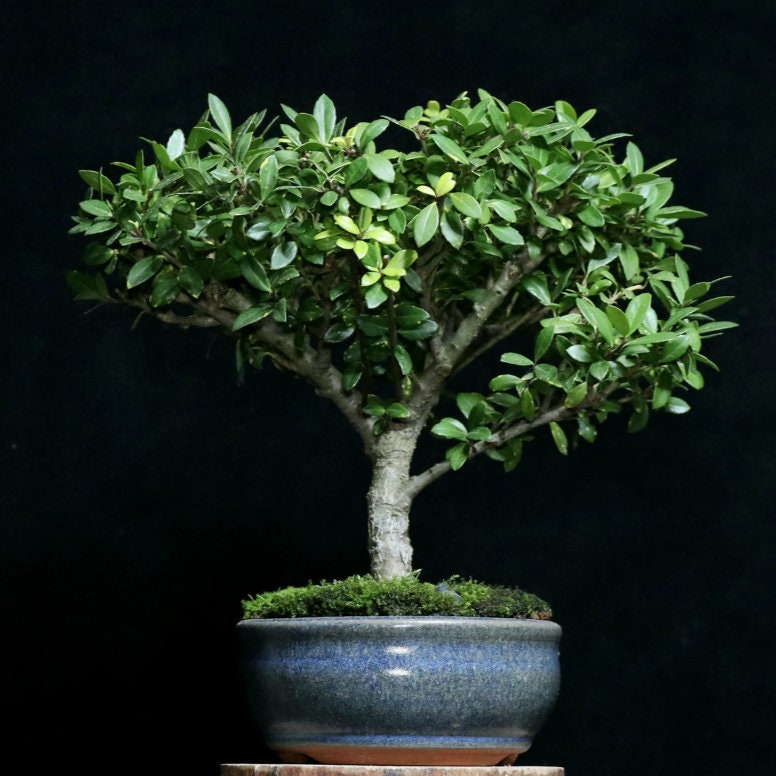 Bonsaï Ilex Crenata