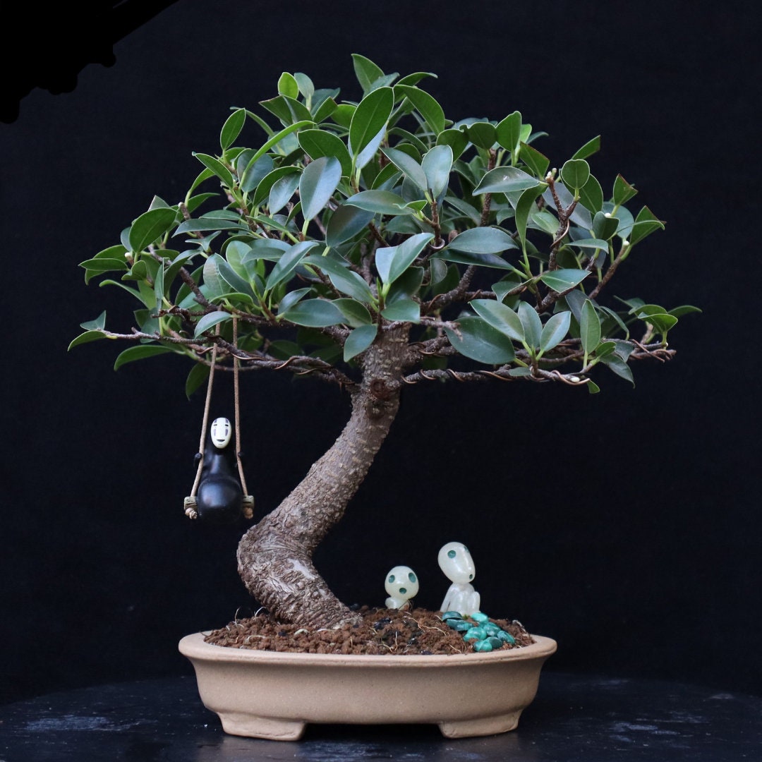Bonsaï Ficus Retusa