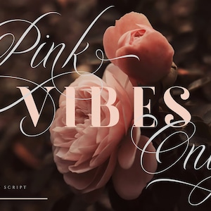 May include: Pink Vibes Only in a script font with a delicate floral design. The text is overlaid on a photo of two pink roses.