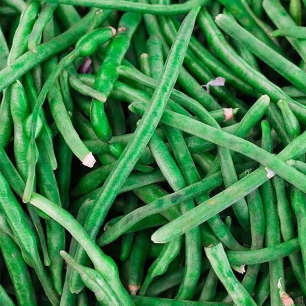 Heirloom Bean Seed - Etsy