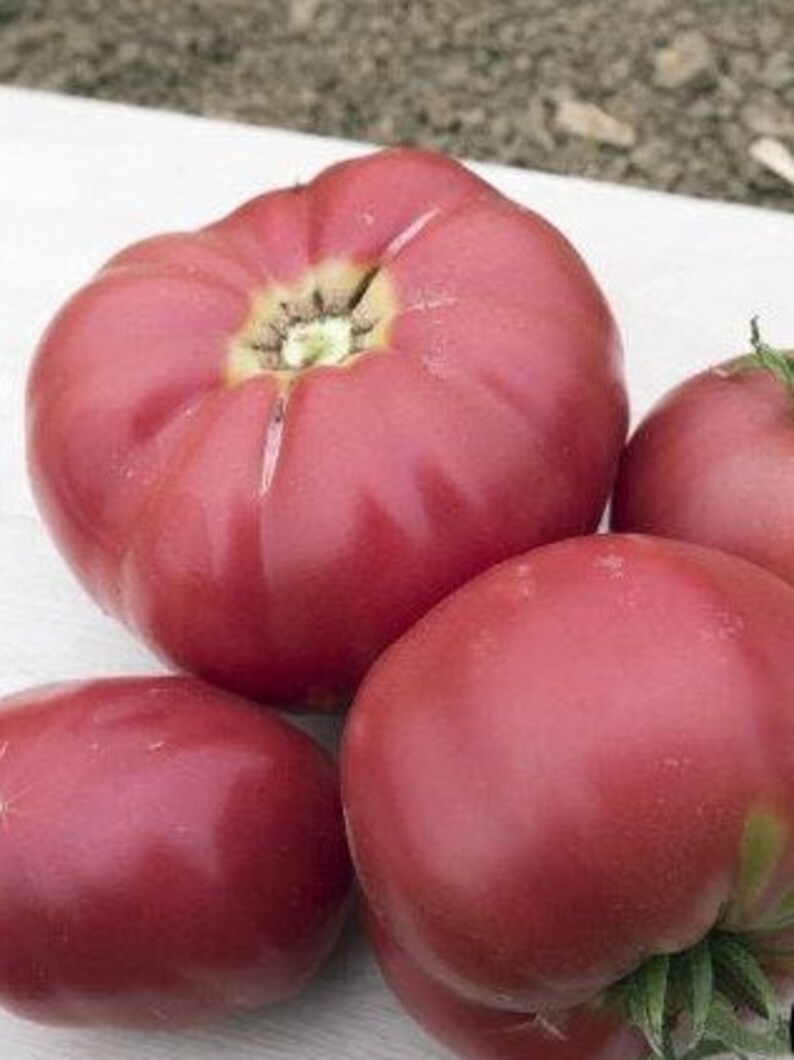 Pu&ograve; includere: Quattro grandi pomodori rossi maturi. I pomodori sono lisci e hanno una finitura lucida.