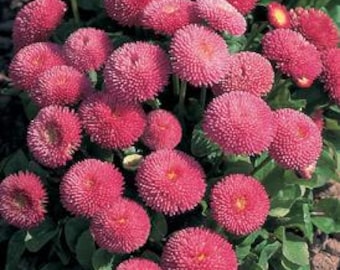 Tasso Pink English Daisy Seeds, Bellis Seeds, Pelleted Easy Sow