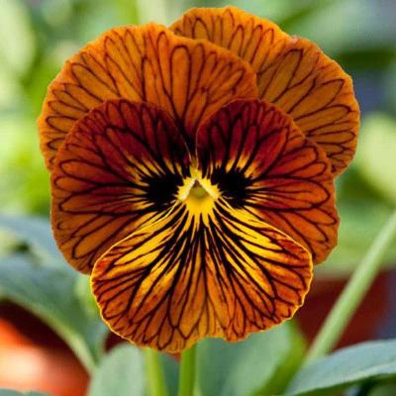 MonarchsGarden Viola Angel Seeds