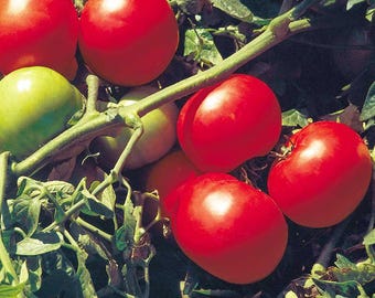 Supersonic Tomato Seeds - Tomato Seeds, Container Garden, Indeterminate, Vegetable Garden Seeds