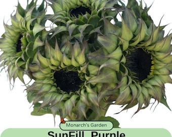 May include: A bouquet of SunFill Purple Sunflower Seed blooms. The flowers have dark centers and layers of green petals with purple edges. The image includes the text "Monarch's Garden" and "SunFill Purple Sunflower Seed".