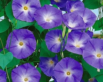 May include: A cluster of vibrant purple morning glory flowers with white centers, blooming against a backdrop of green leaves.