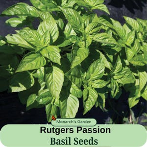 May include: Close-up of a lush green basil plant with large leaves. The plant is labeled "Rutgers Passion Basil Seeds" with a butterfly logo and the text "Monarch's Garden".