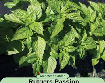 Basil Seeds Rutgers Passion DMR Seed Vigorous sweet basil