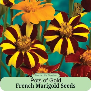 May include: Close-up of French Marigold flowers with yellow and maroon striped petals. The image features the text "Pots of Gold French Marigold Seeds" and "Monarch's Garden". The flowers are set against a teal background.
