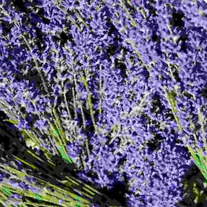 Hidcote Blue Lavender - Etsy