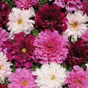 May include: A close-up of a variety of cosmos flowers in shades of pink, white, and burgundy. The flowers are arranged in a cluster, with their petals overlapping and creating a beautiful, colorful display.