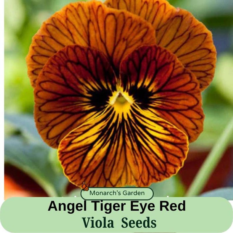 MonarchsGarden Viola Angel Seeds - Thumbnail 2