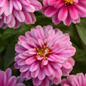 May include: Close-up of vibrant pink zinnia flowers with multiple layers of petals. The flowers have a yellow center and are surrounded by green foliage. The petals have a gradient of pink and white.