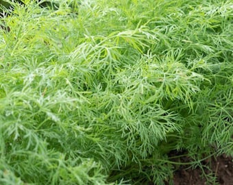 May include: A close-up view of a lush green patch of dill growing in a garden.