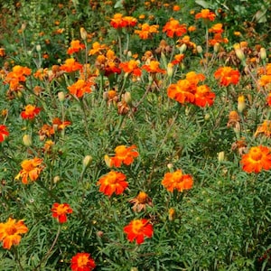 May include: A vibrant field of orange marigold flowers in full bloom. The flowers have multiple layers of petals and are surrounded by green foliage. The image captures a sunny, natural scene.
