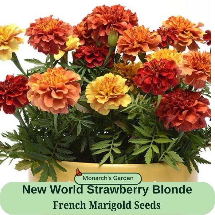 Heirloom Marigold New World Strawberry Blonde Seed 30 Seeds Package - Etsy  Israel