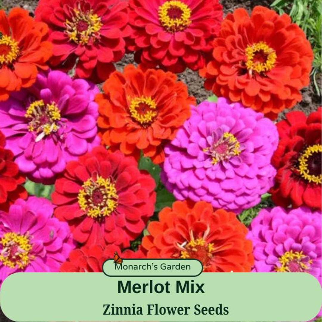 Merlot Mix, Zinnia Seeds - Etsy