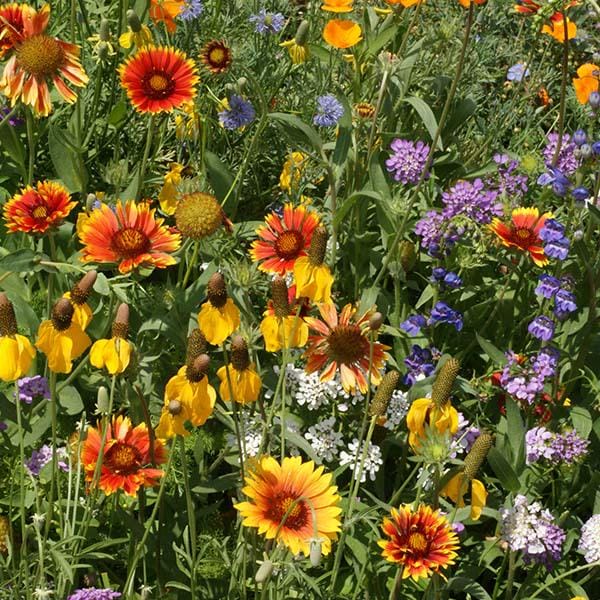 Midwest Wildflower Mix Seeds