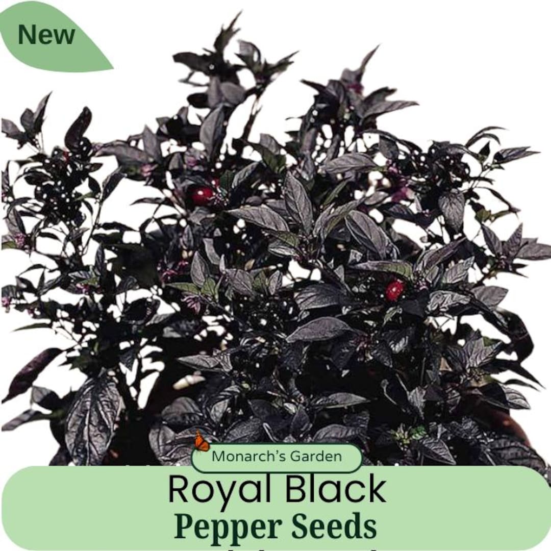 Royal Black Pepper Seeds, Edible Ornamental Pepper Seeds 25 Seeds
