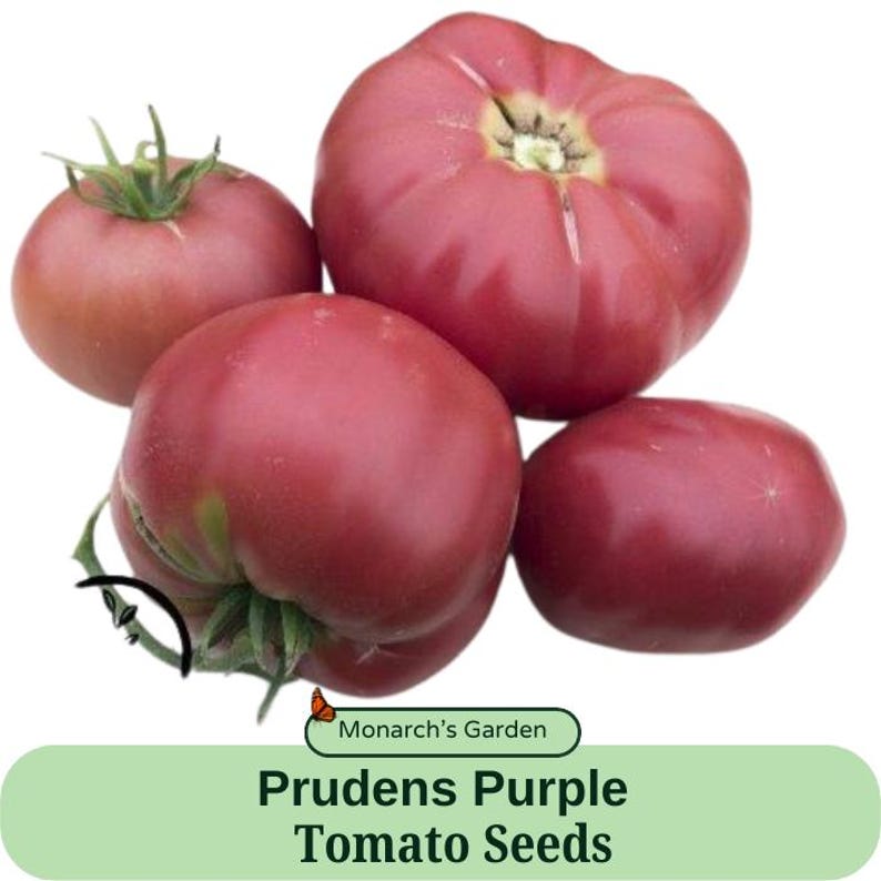 Pu&ograve; includere: Quattro grandi pomodori rossi scuri, della variet&agrave; Prudens Purple, sono disposti su uno sfondo bianco. I pomodori sono sodi e hanno una pelle liscia e lucida. Il testo "Prudens Purple Tomato Seeds" &egrave; visualizzato sotto i pomodori.