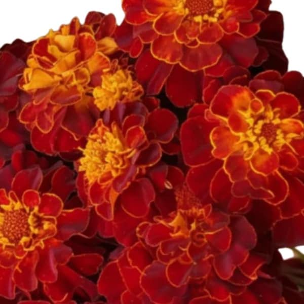 Red Cherry Fernsh Marigold Seeds