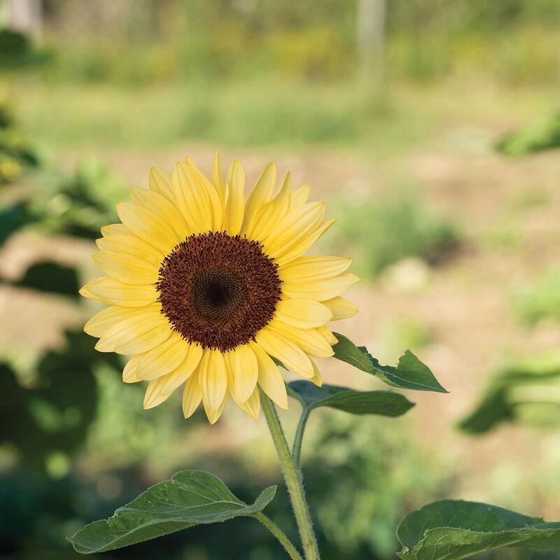 Sun Flower Seeds Procut Peach Sunflower - Etsy