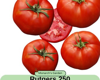 May include: Close-up of red ripe Rutgers 250 tomatoes. The tomatoes are whole and sliced, showing their juicy interior. Monarch's Garden Rutgers 250 Tomato Seeds.