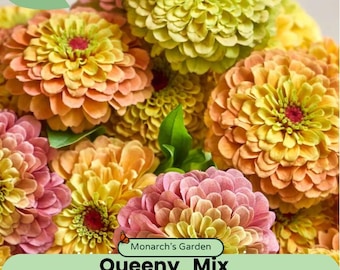 Queeny Mix Zinnia Seed blooms in shades of rose, orange, peach, lemon, and lime