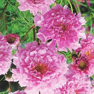 May include: Close-up of pink cosmos flowers with ruffled petals. The flowers are in full bloom and have a delicate, feminine appearance.