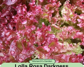 Lettuce Seeds  Non- GMO  - Lollo Rosso Lettuce Seeds