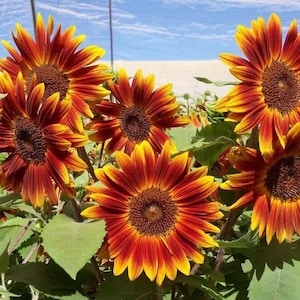 May include: A close-up of a field of sunflowers with red and yellow petals. The sunflowers are in full bloom and have a bright, cheerful appearance.