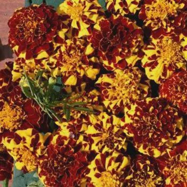 Heirloom Marigold Majestic Double Seed 30 Seeds Package