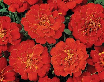 Heirloom French Marigold Seed Durango Red Flower Seeds