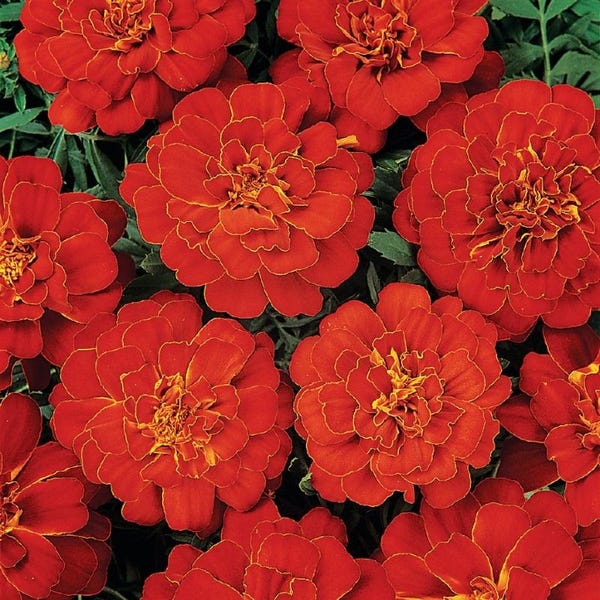 Heirloom French Marigold Seed Durango Red Flower Seeds