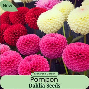 May include: A vibrant display of pompon dahlia flowers in various shades of red, pink, and cream. The image showcases the intricate, layered petals of the blooms, with the text "Monarch's Garden" and "Pompon Dahlia Seeds" at the bottom. A "New" tag is in the upper left corner.