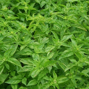 May include: A close-up view of a lush green patch of basil plants. The leaves are vibrant and healthy, with a slightly textured surface. The plants are growing densely together, creating a vibrant green carpet.